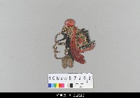 藏品(中國湖北皮影戲偶頭-武生)的圖片